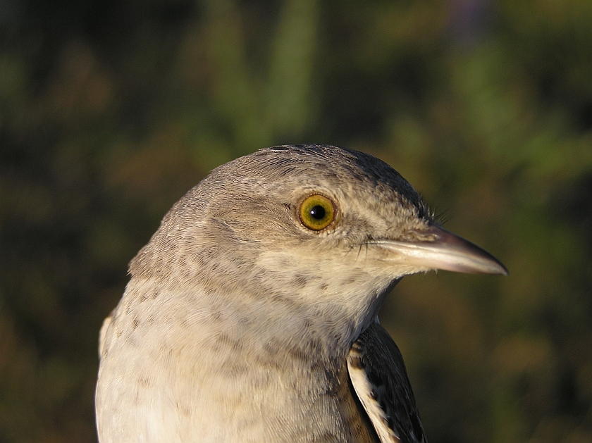 Barred Warbler, Sundre 20080604